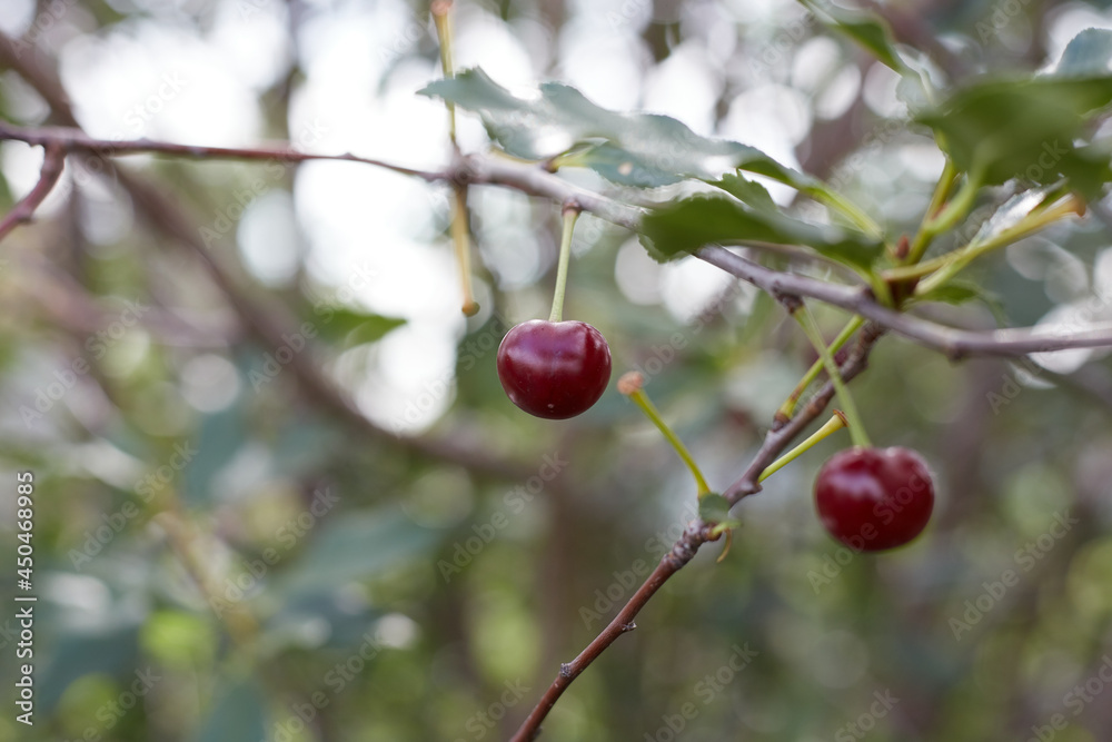 Two cherries on a branch against the background of a blurred garden
