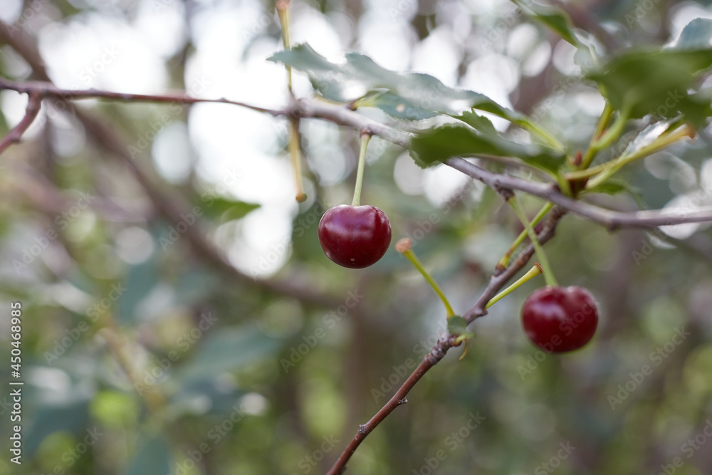 Two cherries on a branch against the background of a blurred garden Two cherries on a branch against the background of a blurred garden