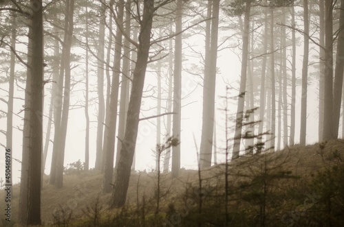 Pine forest on a foggy day.