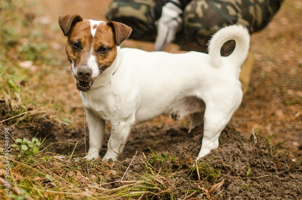 Jack Russell Terrier watches after digging the ground.