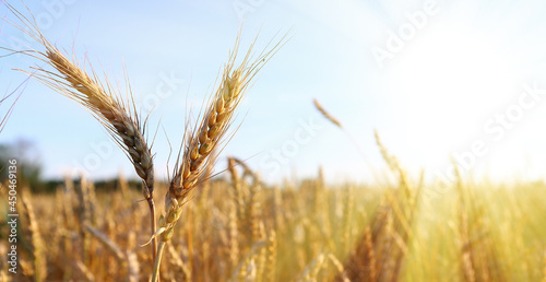 Field of golden wheat on a sunny day. The ear is ready for harvest, illuminated by sunlight. Soft focus. space of sunlight on the horizon. The concept of a rich harvest.