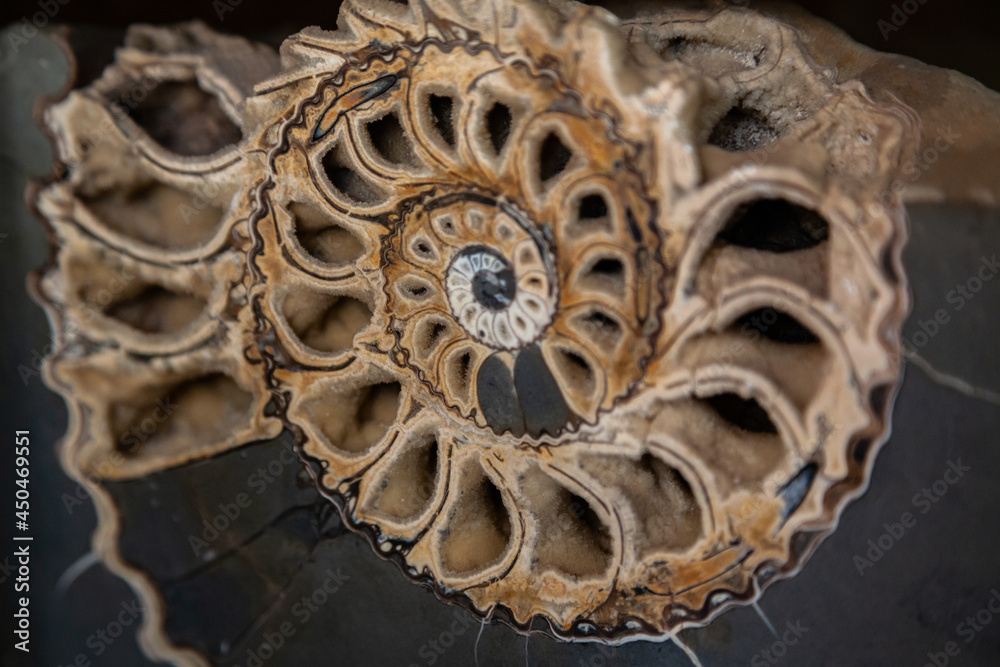 ancient large mollusc ammonite close up
