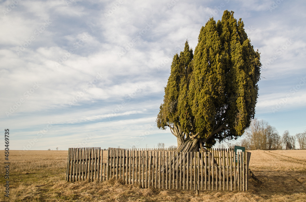 Fototapeta premium Rietekla juniper, widest trunk in Europe, Latvia.
