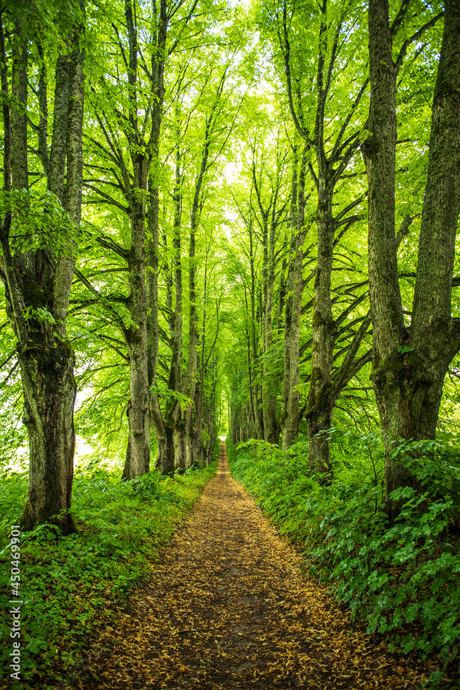 Fototapeta premium Old linden alley leading to the manor.