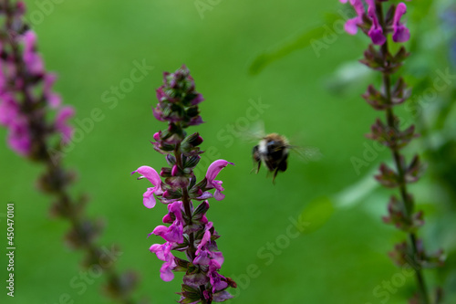 Gartenblume Insekt im Anflug © Rainer