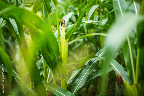 Corn in the green corn field.