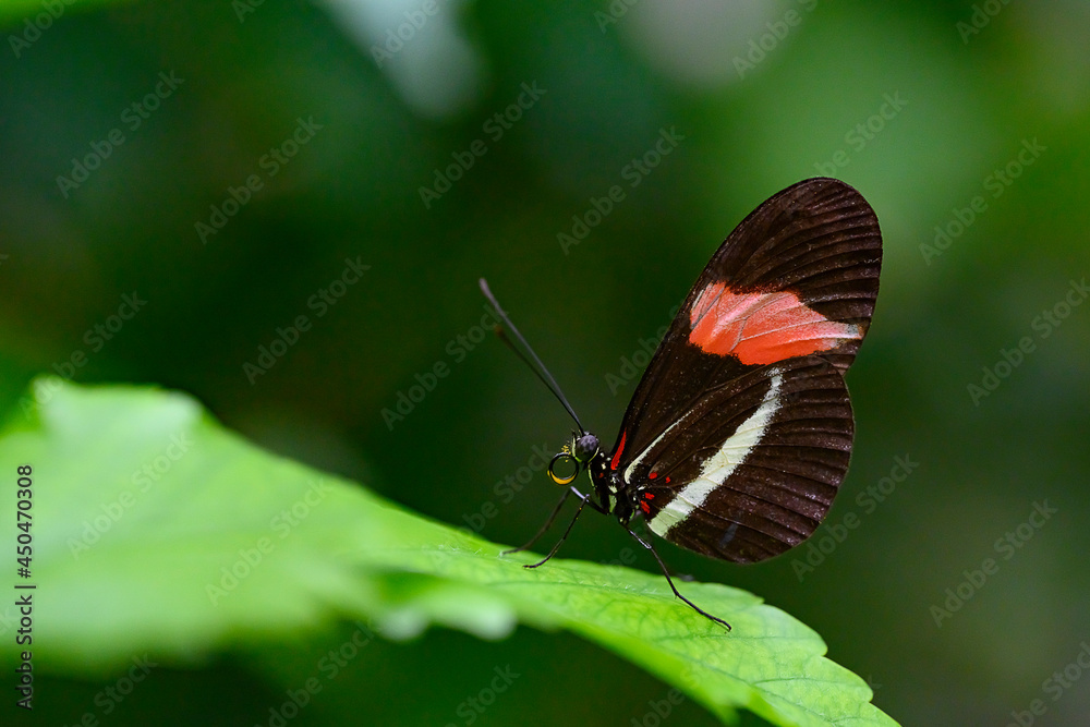 Obraz premium Kleiner Postbote