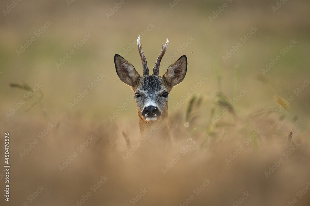 Roebuck - buck (Capreolus capreolus) Roe deer - goat Roebuck - buck (Capreolus capreolus) Roe deer - goat