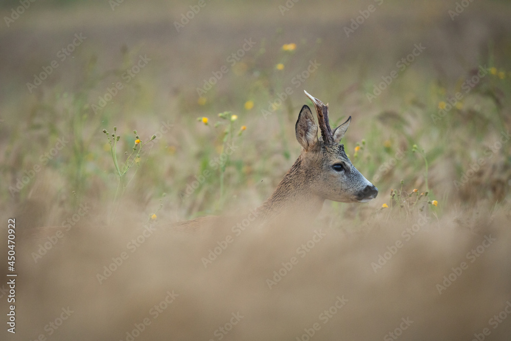 Roebuck - buck (Capreolus capreolus) Roe deer - goat Roebuck - buck (Capreolus capreolus) Roe deer - goat