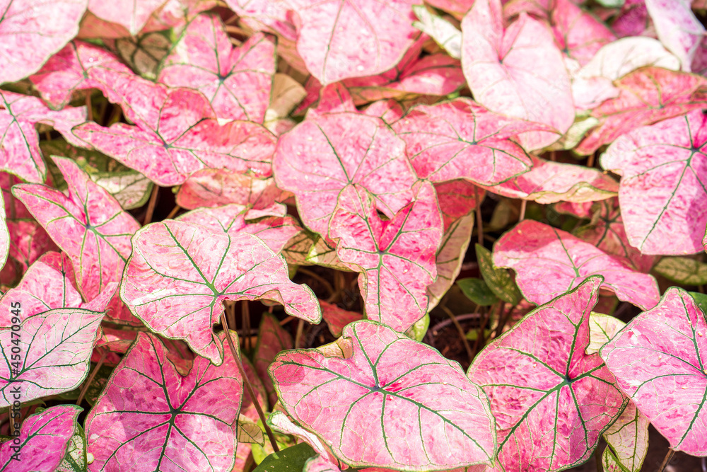 Beautiful growing pink Caladium bicolor background. Beautiful growing pink Caladium bicolor background.