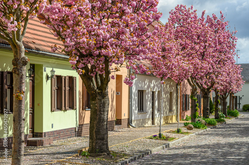 Fototapeta Naklejka Na Ścianę i Meble -  Baumblüte in Werder Havel