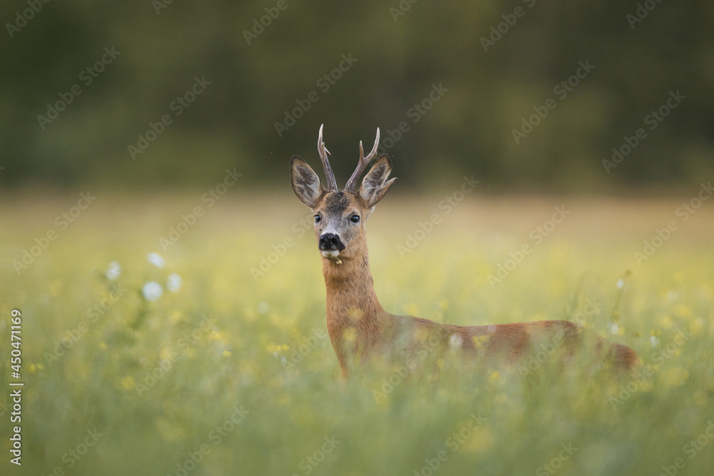 Roebuck - buck (Capreolus capreolus) Roe deer - goat Roebuck - buck (Capreolus capreolus) Roe deer - goat