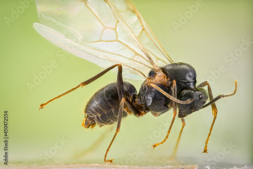 Winged Ant photo