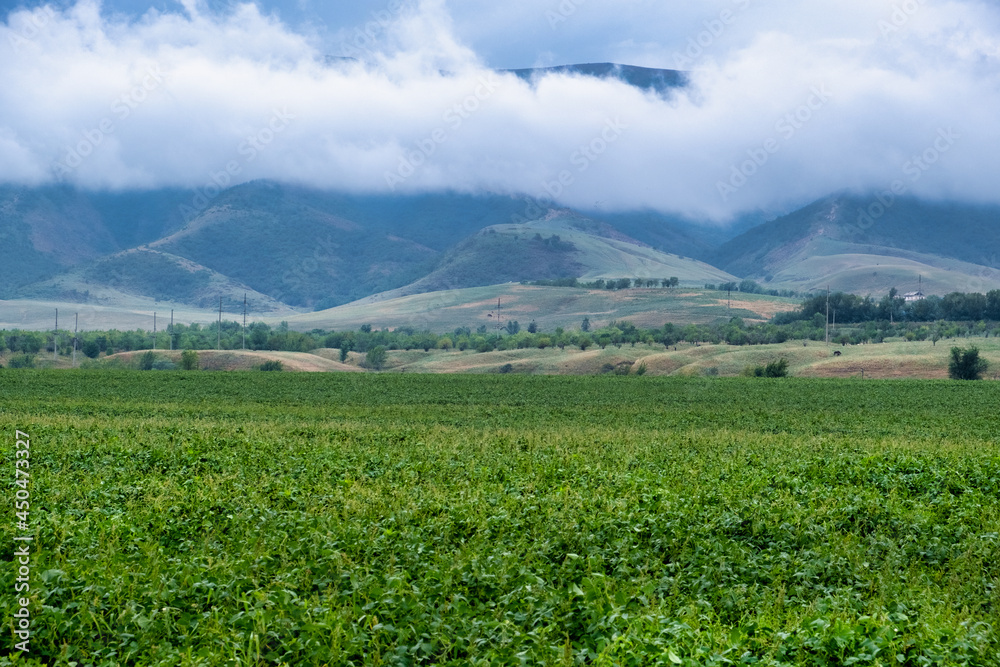 Naklejka premium field in the mountains