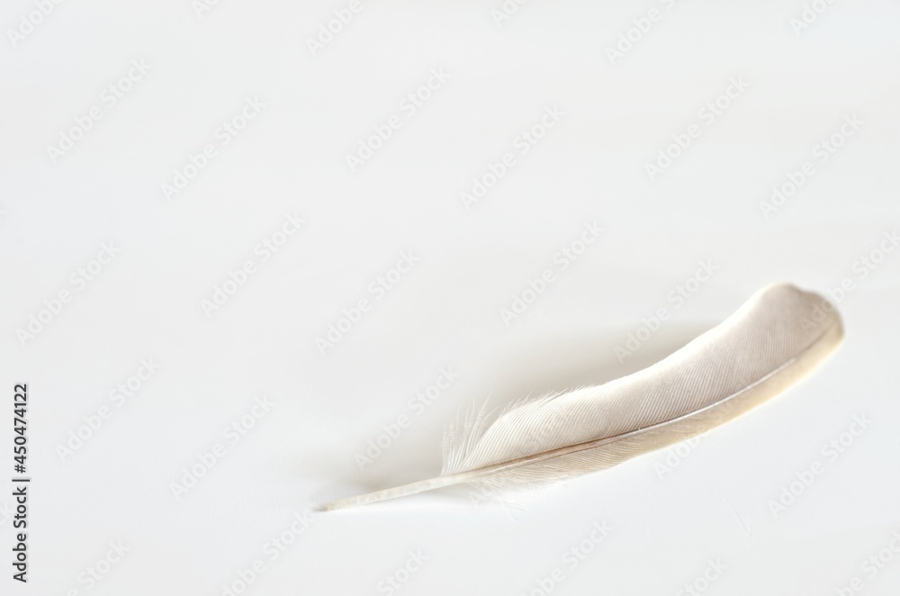white feather white feather