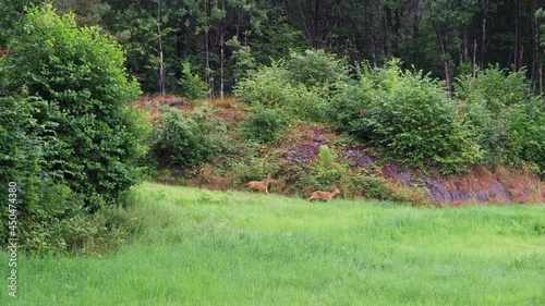 Two Female Roe Deers Roaming At The Meadow In The Island Of Tromoy In Arendal, Norway. wide shot photo