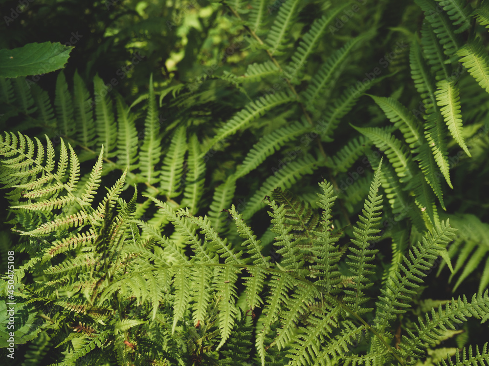 forest background, beautiful wild fern