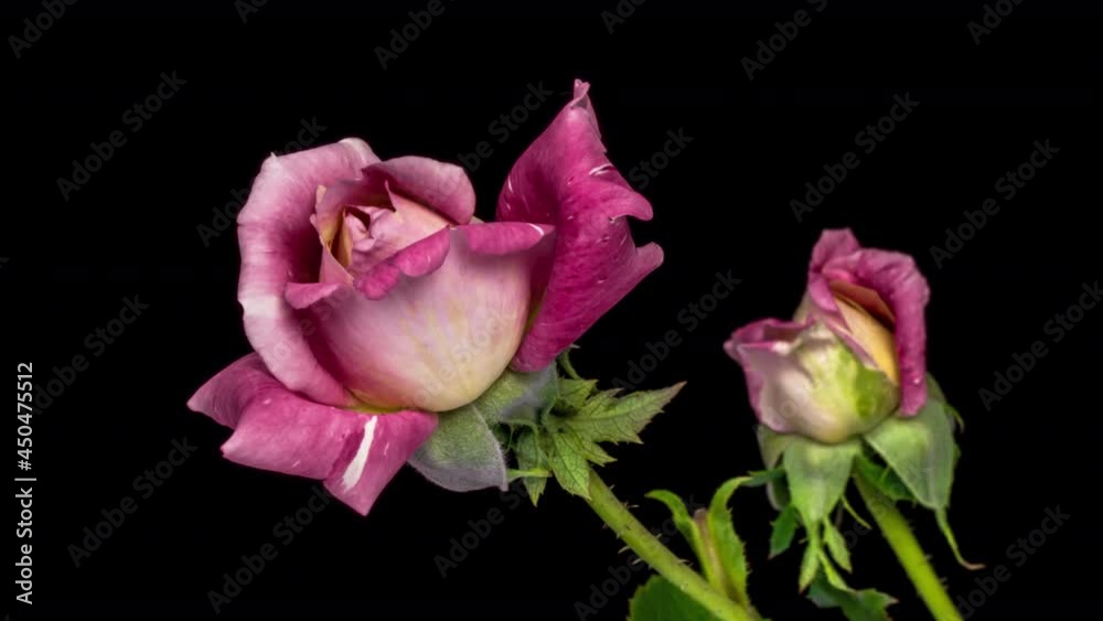 Beautiful pink roses opening on black background, close up. Beautiful pink roses opening on black background, close up.