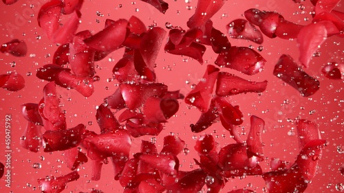 Freeze motion of rose petals flying on red background