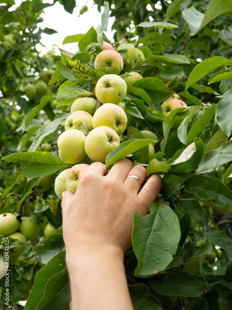 a man's hand picks an apple from a branch
