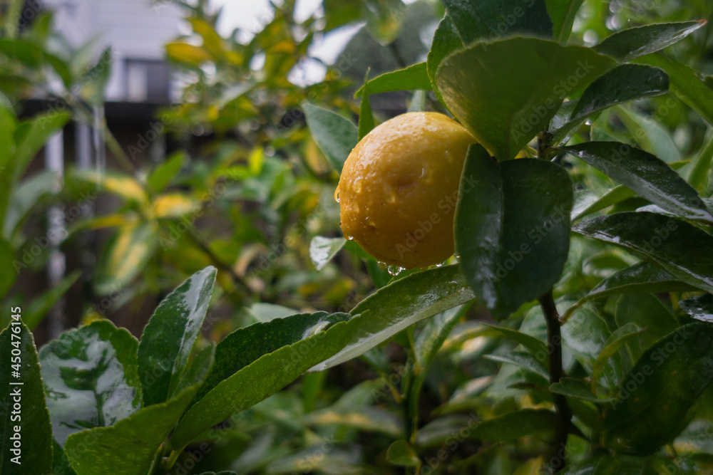 Lemon tree in the rain in the backyard with out-of-focus house and fence in the background Lemon tree in the rain in the backyard with out-of-focus house and fence in the background