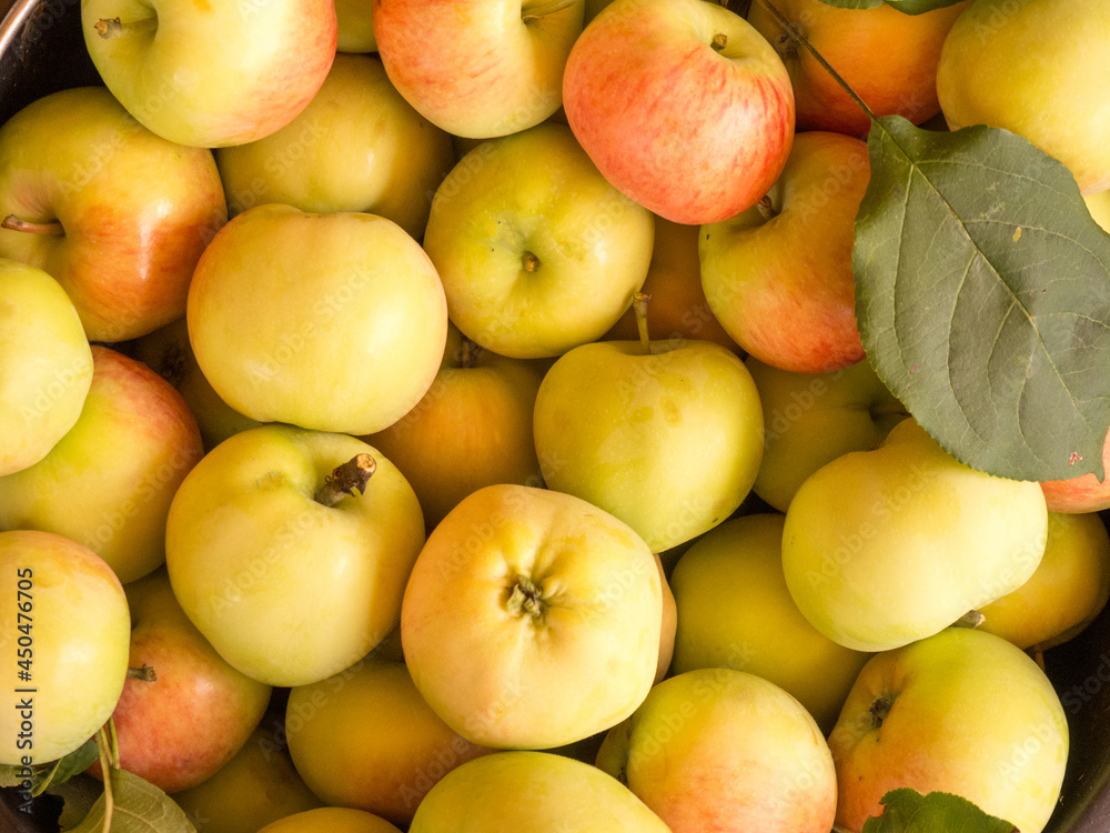 freshly harvested apple harvest in a bucket freshly harvested apple harvest in a bucket