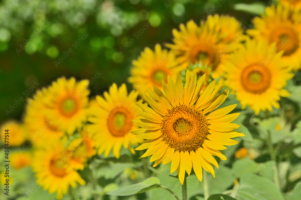 ヒマワリの花(Sunflower) ヒマワリの花(Sunflower)