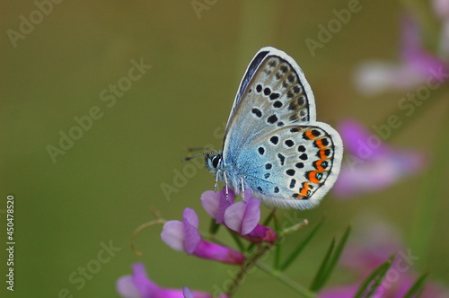 Sliver spotted blue butterfly on flower