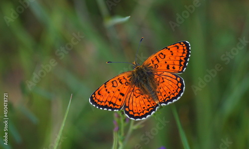 Fritillary butterfly on a flower