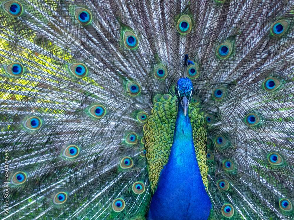 Obraz premium close up of peacock