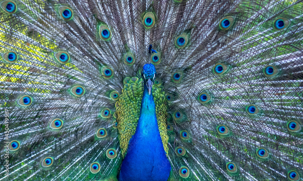 Fototapeta premium peacock with feathers