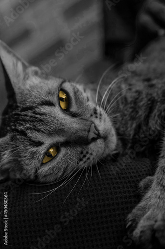 Relaxed Cat with Yellow Eyes