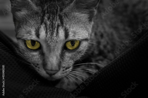 Closeup of Cat with Yellow Eyes