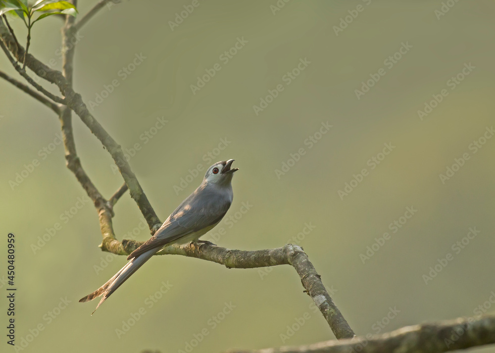 A female Ashy Drongo singing in the afternoon sunlight