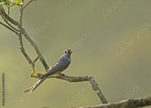 A female Ashy Drongo singing in the afternoon sunlight photo