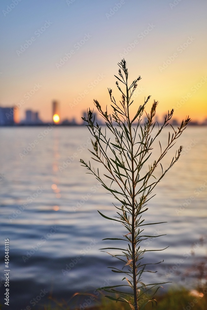 A tree grow near the lake