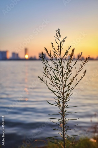 Obraz na płótnie A tree grow near the lake w salonie