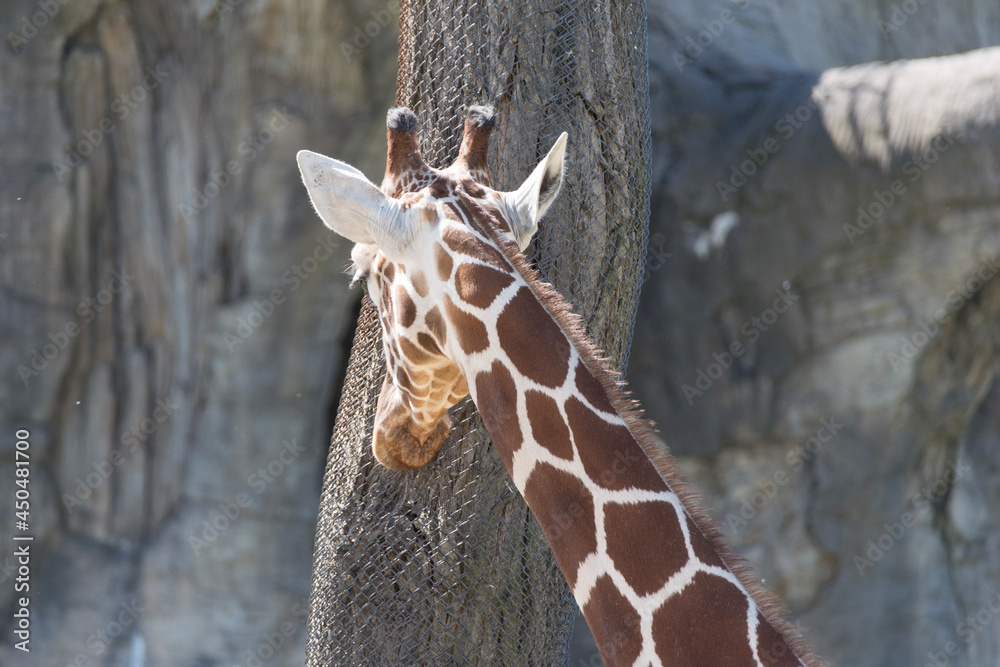 Obraz premium giraffe in zoo