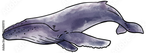 watercolor style humpback whale hand drawn vector illustration.
