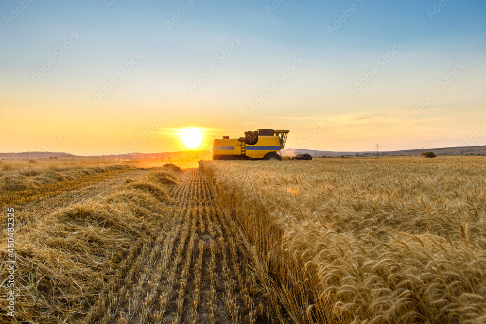 Fototapeta premium Wheat harvest at sunset with combine harvester