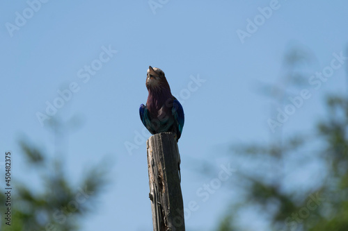 bird on a tree