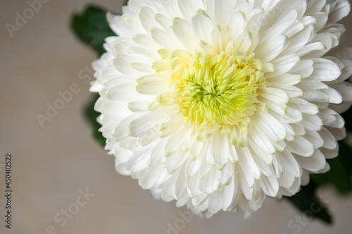 White chrysanthemum flower close up. The background is abstract  blurred  yellow or orange with a gray tone.