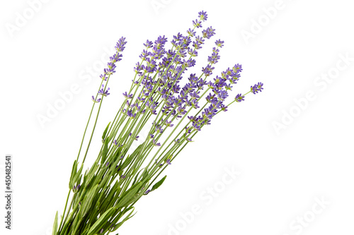 Lavender flowers stems with green leaves isolated on white background