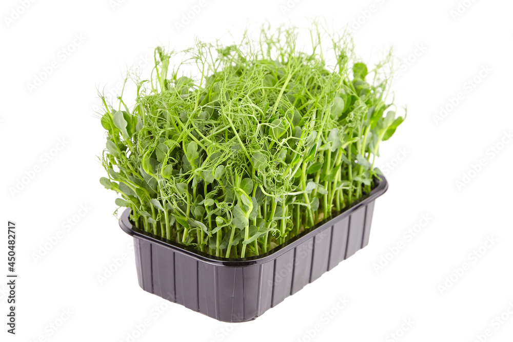 Fresh microgreens in black tray isolated on white Fresh microgreens in black tray isolated on white