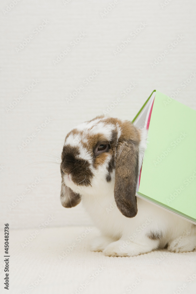 A cute bunny carrying a book
