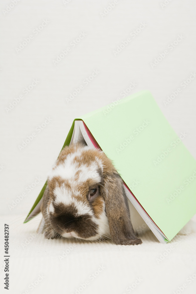 A cute rabbit hidding under a book