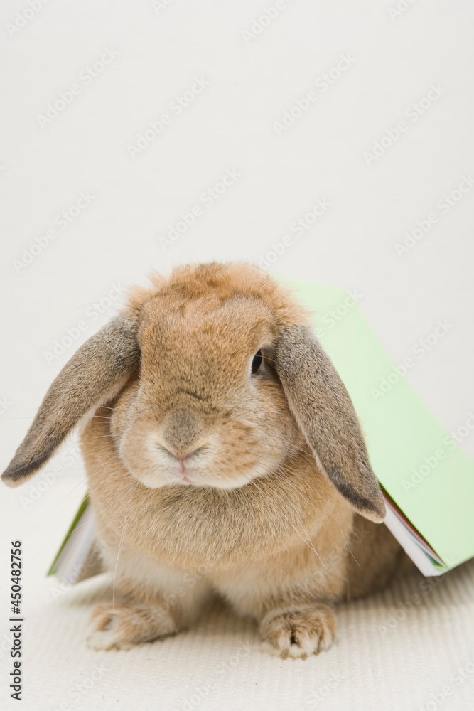 A close up of a brown rabbit hidding under a book