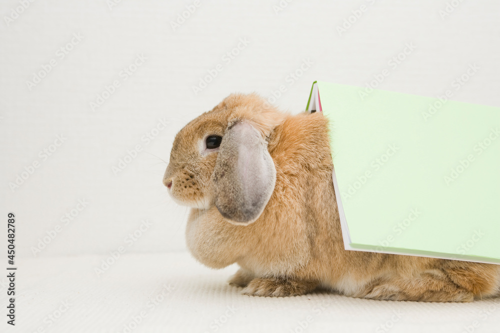 A brown bunny carrying a book, side view