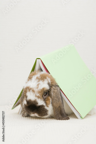 Obraz na płótnie A cute rabbit hidding under a book w salonie