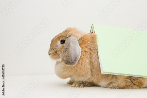 A brown bunny carrying a book, side view